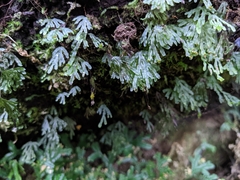 Hymenophyllum digitatum