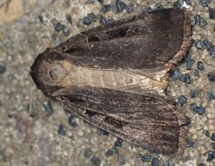 Pseudohermonassa tenuicula