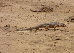 Salvator rufescens