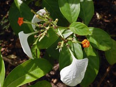 Mussaenda glabra