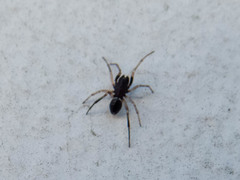 Steatoda ancorata