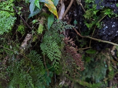 Hymenophyllum polyanthos