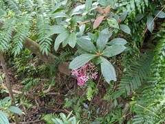 Medinilla formosana