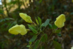 Ruellia petiolaris