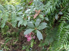 Medinilla formosana