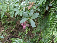 Medinilla formosana
