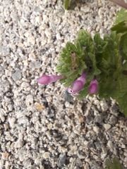 Lamium amplexicaule