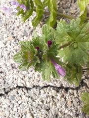 Lamium amplexicaule