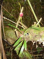 Masdevallia infracta