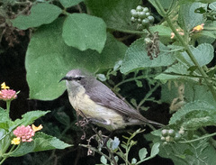 Chalcomitra amethystina