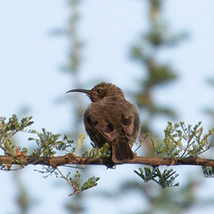 Chalcomitra senegalensis