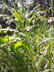 Cynoglossum officinale