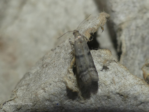 Representative image of Ephestia parasitella