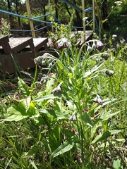 Cynoglossum officinale