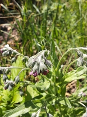 Cynoglossum officinale