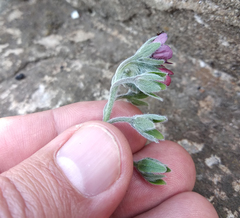 Cynoglossum officinale