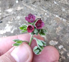 Cynoglossum officinale