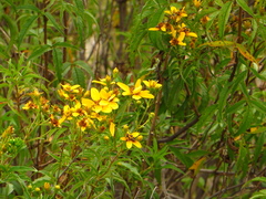 Electranthera mutica