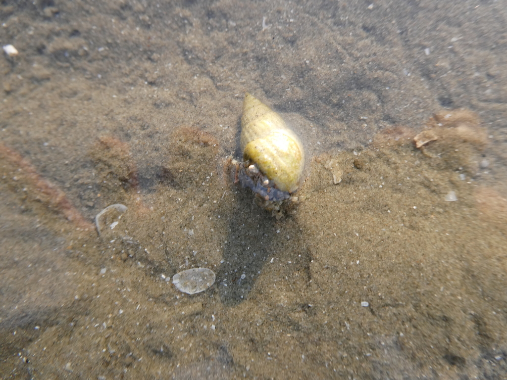 Nassa Mud Snails from Sam Roi Yot, Sam Roi Yot, Prachuap Khiri Khan ...