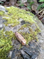 Testacella haliotidea