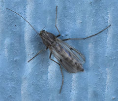 Chironomus crassicaudatus