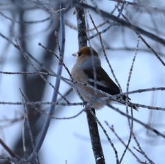 Coccothraustes coccothraustes