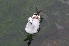 Chroicocephalus ridibundus