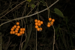 Odontocarya acuparata