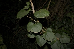 Odontocarya acuparata