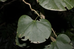 Odontocarya acuparata