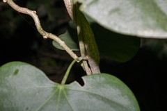 Odontocarya acuparata