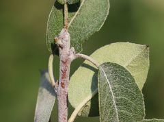 Pyrus nivalis