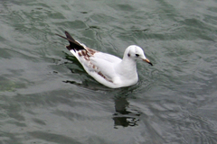 Chroicocephalus ridibundus