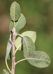 Pyrus nivalis