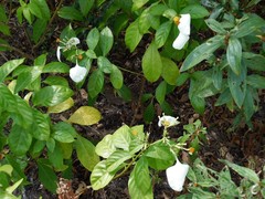 Mussaenda glabra