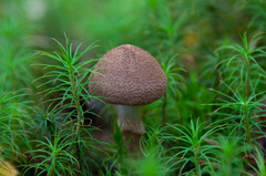 Cortinarius pholideus