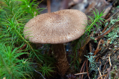 Cortinarius pholideus