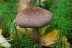 Cortinarius pholideus