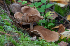 Cortinarius pholideus