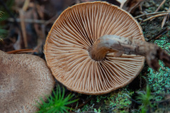 Cortinarius pholideus