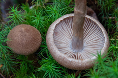 Cortinarius pholideus