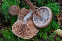 Cortinarius pholideus