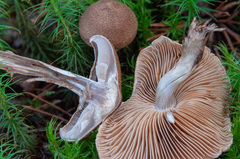 Cortinarius pholideus