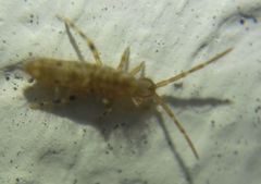 Entomobrya dorsalis