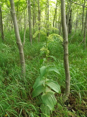 Veratrum grandiflorum