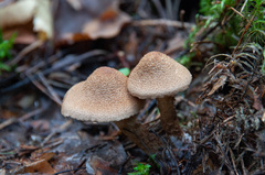 Cortinarius pholideus