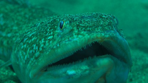 Atlantic Lizardfish