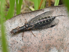 Inocelliidae