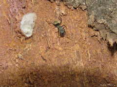 Camponotus arboreus