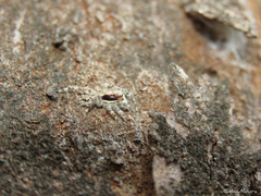 Menemerus bivittatus